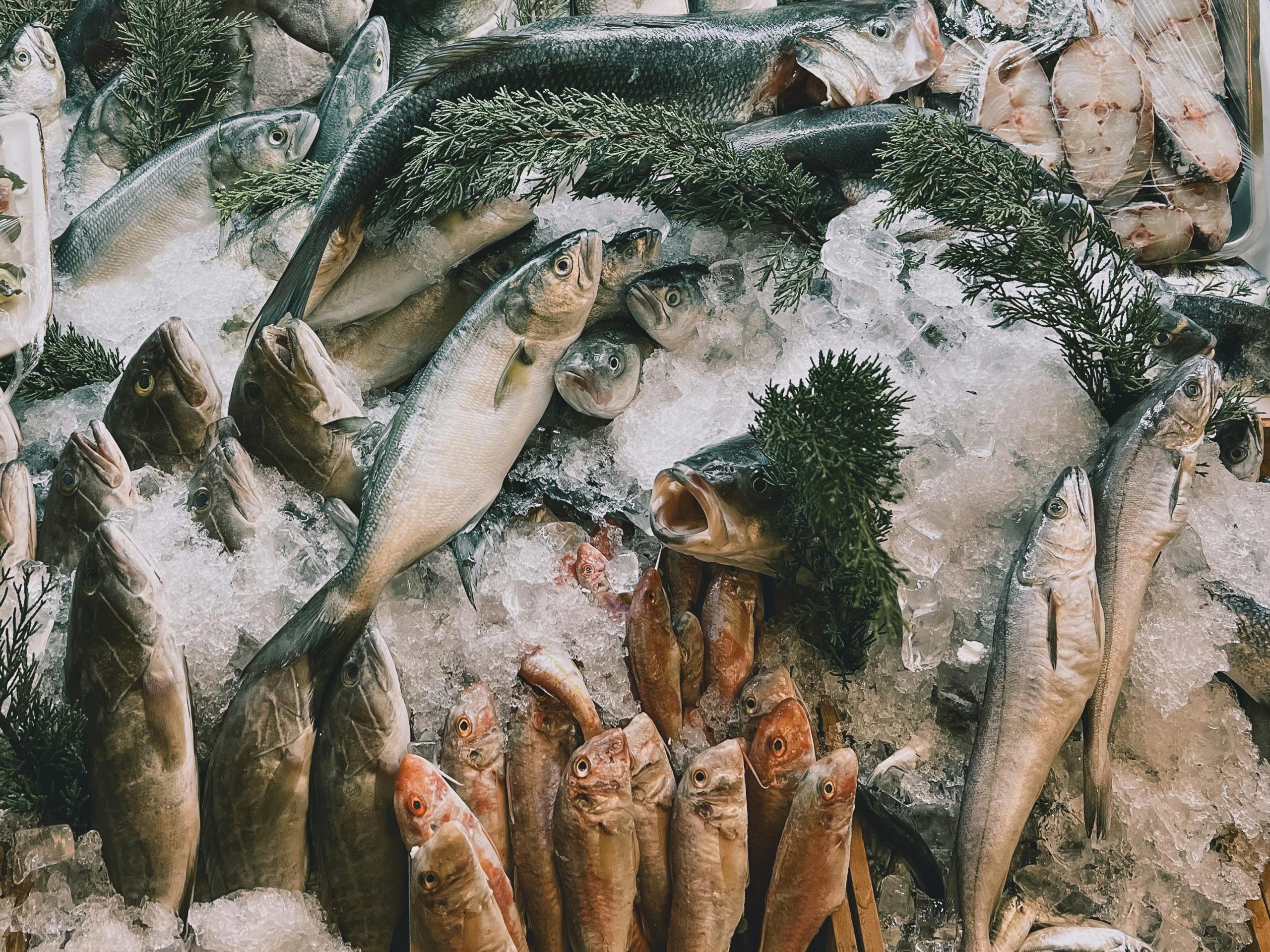 Learn everything about Albacore Tuna — taste, nutrition, health benefits, sustainability, canned vs. fresh options, mercury levels,